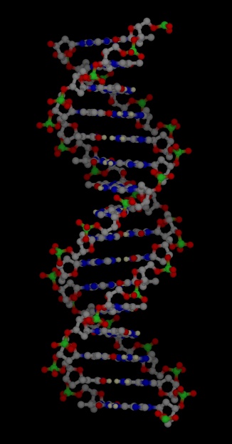 Model of DNA structure